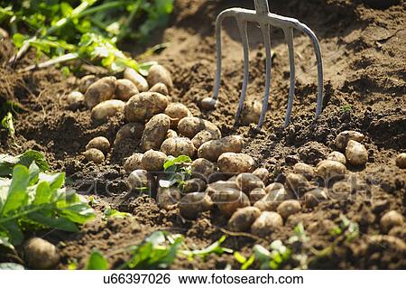 Stock Photograph - Freshly Dug Jersey Royal Potatoes In Garden. Fotosearch