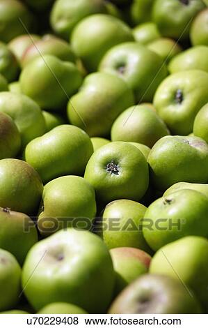 Stock Photo - Full Frame Of Freshly Picked Apples. Fotosearch