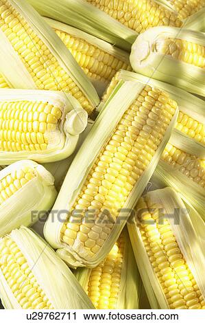 Full Frame Of Freshly Picked Corn On The Cob View Large Photo Image Stock Image - Full Frame Of Freshly Picked Corn On The Cob. Fotosearch
