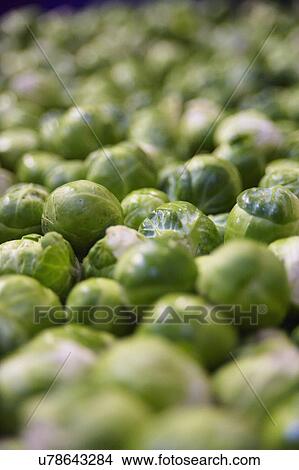 Picture - Full Frame Of Harvested Brussel Sprouts . Fotosearch