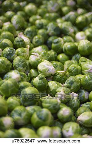Full Frame Of Harvested Brussel Sprouts View Large Photo Image Stock Photo - Full Frame Of Harvested Brussel Sprouts . Fotosearch