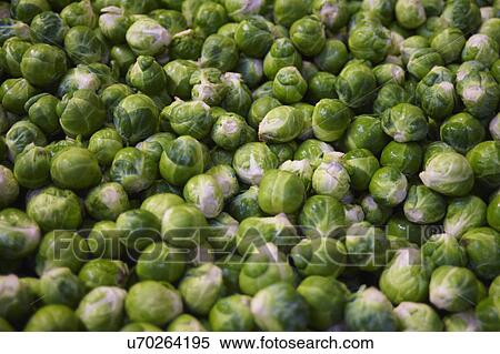 Stock Photography - Full Frame Of Harvested Brussel Sprouts . Fotosearch