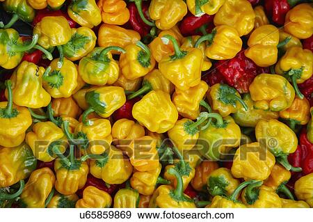 Full Frame Of Scotch Bonnet Chilli Peppers View Large Photo Image Stock Photo - Full Frame Of Scotch Bonnet Chilli Peppers. Fotosearch