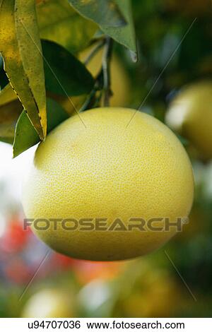 Grapefruit Growing On Tree View Large Photo Image Stock Photograph - Grapefruit Growing On Tree. Fotosearch