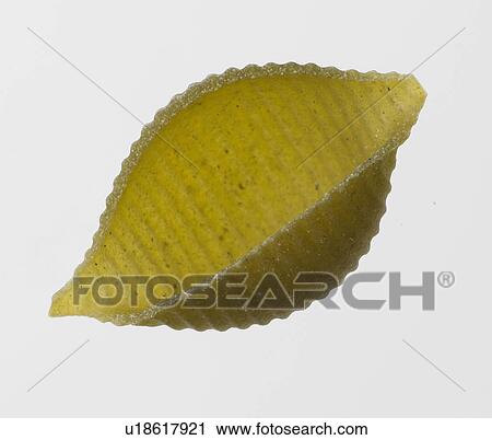 Stock Image - Green Conchiglie Pasta Shell On White Background. Fotosearch