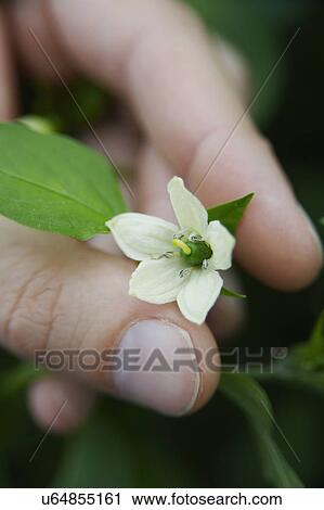 Stock Image - Hand Holding Flower On Chilli Pepper Plant. Fotosearch