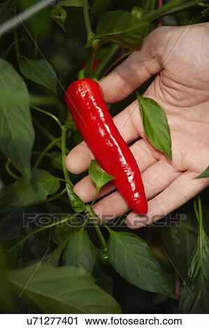 Stock Image - Hand Holding Red Chilli Pepper On Plant. Fotosearch