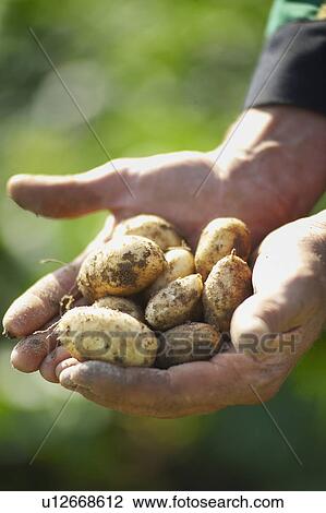 Hands Holding Freshly Dug Jersey Royal Potatoes View Large Photo Image Stock Image - Hands Holding Freshly Dug Jersey Royal Potatoes. Fotosearch