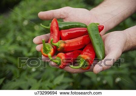 Picture - Hands Holding Red And Green Chilli Peppers. Fotosearch