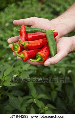 Hands Holding Red And Green Chilli Peppers View Large Photo Image Stock Image - Hands Holding Red And Green Chilli Peppers. Fotosearch