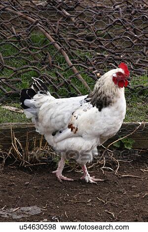 Hen in the farmyard View Large Photo Image Stock Photo - Hen in the farmyard. Fotosearch