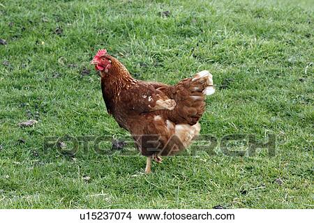 Hen in the field View Large Photo Image Picture - Hen in the field. Fotosearch