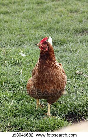 Stock Image - Hen in the field. Fotosearch