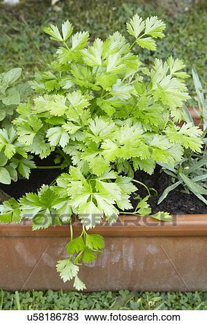 Herbs Growing In Terracotta Pot View Large Photo Image Stock Image - Herbs Growing In Terracotta Pot. Fotosearch