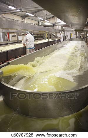 Interior Of Cheese Making Factory With Workers View Large Photo Image Stock Photo - Interior Of Cheese Making Factory With Workers. Fotosearch