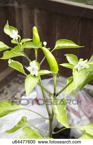 Jalapeno Pepper Growing In Greenhouse View Large Photo Image Stock Image - Jalapeno Pepper Growing In Greenhouse. Fotosearch