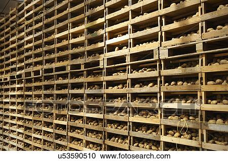 Stock Image - Jersey Royal Potatoes Being Dried On Farm. Fotosearch