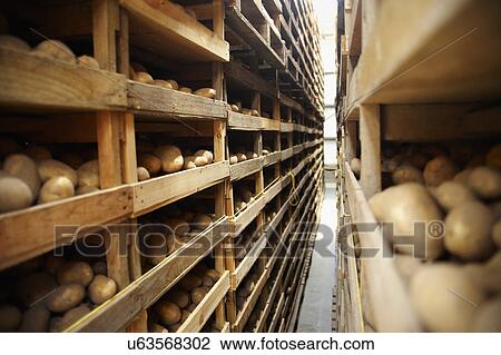 Stock Image - Jersey Royal Potatoes Being Dried On Farm. Fotosearch