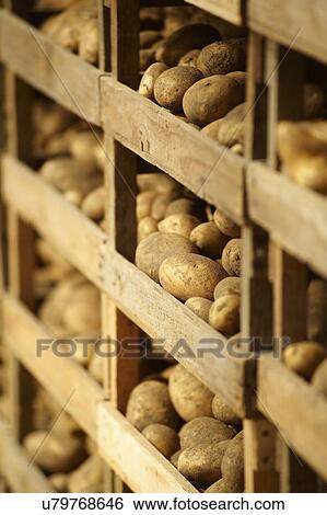 Jersey Royal Potatoes Being Dried On Farm View Large Photo Image Stock Photograph - Jersey Royal Potatoes Being Dried On Farm. Fotosearch