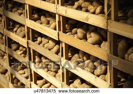 jersey royal potatoes