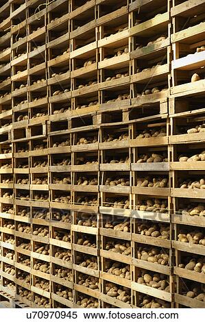 Jersey Royal Potatoes Being Dried On Farm View Large Photo Image Stock Photography - Jersey Royal Potatoes Being Dried On Farm. Fotosearch