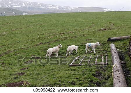 Lambs in a field View Large Photo Image Stock Image - Lambs in a field. Fotosearch