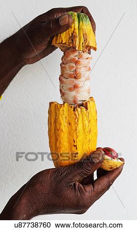 Local Man Holding Fresh Opened Cacao Pod With Cocoa Bean Pulp Inside, Grenada View Large Photo Image Stock Image - Local Man Holding Fresh Opened Cacao Pod With Cocoa Bean Pulp Inside, Grenada. Fotosearch