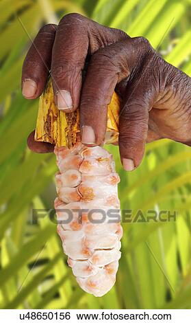 Local Man Holding Fresh Opened Cacao Pod With Cocoa Bean Pulp Inside, Grenada View Large Photo Image Stock Photograph - Local Man Holding Fresh Opened Cacao Pod With Cocoa Bean Pulp Inside, Grenada. Fotosearch