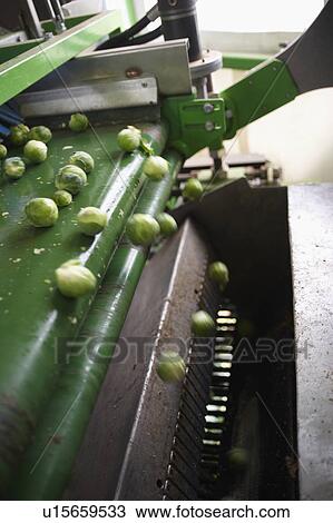 Machine Harvesting Brussel Sprouts In Farm Field View Large Photo Image Stock Image - Machine Harvesting Brussel Sprouts In Farm Field. Fotosearch