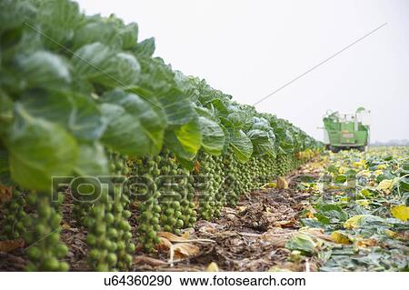 Machine Harvesting Brussel Sprouts In Farm Field View Large Photo Image Stock Image - Machine Harvesting Brussel Sprouts In Farm Field. Fotosearch