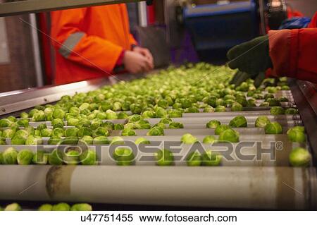 Stock Photography - Machine Harvesting Brussel Sprouts In Farm Field. Fotosearch