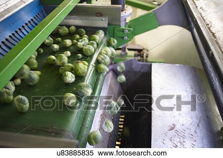 Stock Photography - Machine Harvesting Brussel Sprouts In Farm Field. Fotosearch