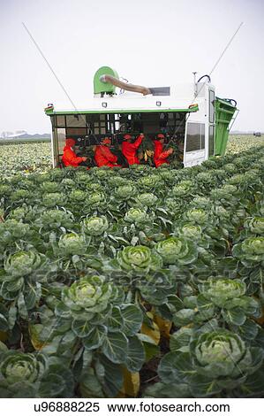 Machine Harvesting Brussel Sprouts In Farm Field View Large Photo Image Stock Photography - Machine Harvesting Brussel Sprouts In Farm Field. Fotosearch
