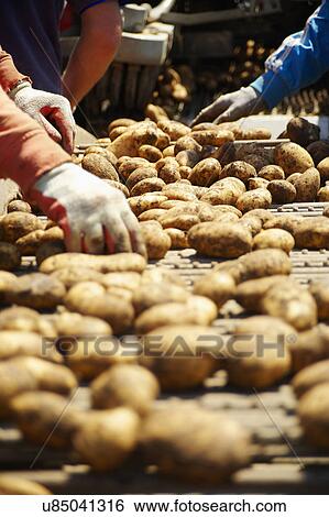 Machine Harvesting Jersey Royal Potatoes View Large Photo Image Stock Photograph - Machine Harvesting Jersey Royal Potatoes . Fotosearch