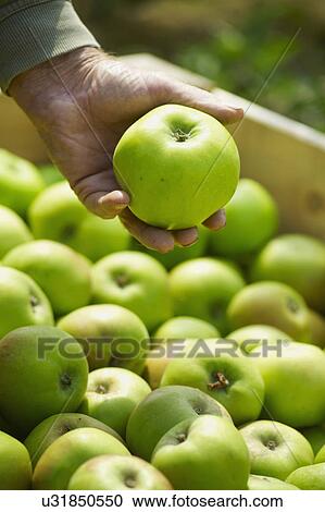 Stock Image - Man Inspecting Freshly Picked Apples In Box. Fotosearch