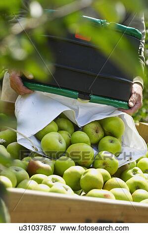 Man Putting Freshly Picked Apples Into Box View Large Photo Image Stock Photo - Man Putting Freshly Picked Apples Into Box. Fotosearch