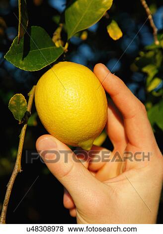 Man'S Hand Picking Lemon From Tree View Large Photo Image Stock Photo - Man'S Hand Picking Lemon From Tree. Fotosearch