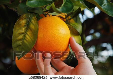 Stock Photography - Man'S Hand Picking Orange From Tree. Fotosearch