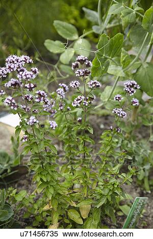 Stock Photography - Marjoram Plant Growing In Herb Garden. Fotosearch