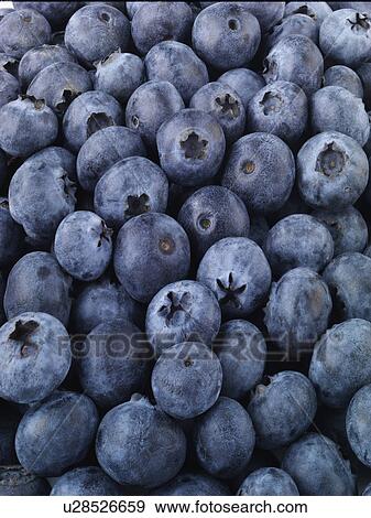 Mass Of Fresh Blueberries View Large Photo Image Stock Photo - Mass Of Fresh Blueberries. Fotosearch