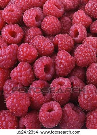 Picture - Mass Of Fresh Hulled Raspberries. Fotosearch