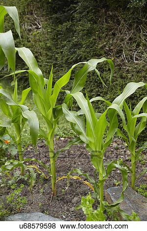 Stock Photo - Minipop Sweetcorn Growing In Vegetable Garden. Fotosearch
