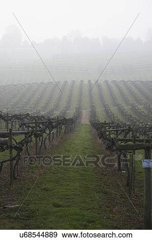 Stock Photo - Misty Vines Growing In Vineyard. Fotosearch