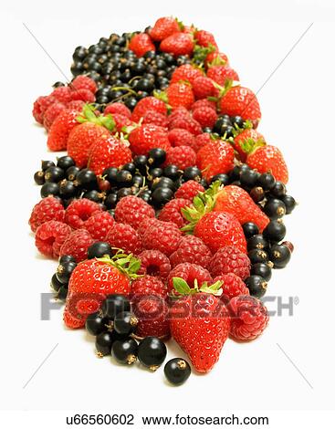 Mixed Summer Berries On White Background View Large Photo Image Stock Image - Mixed Summer Berries On White Background. Fotosearch