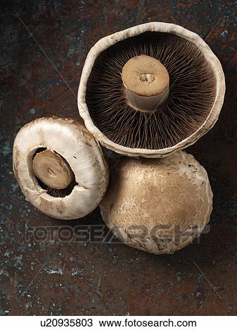 Mushrooms fungi View Large Photo Image Stock Image - Mushrooms fungi. Fotosearch