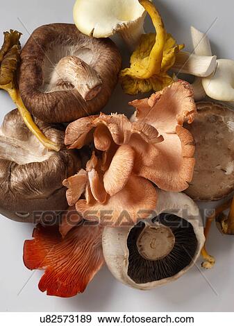 Mushrooms selection Shitaki pink oyster chantarelle field yellow foot View Large Photo Image Stock Photo - Mushrooms selection Shitaki pink oyster chantarelle field yellow foot. Fotosearch
