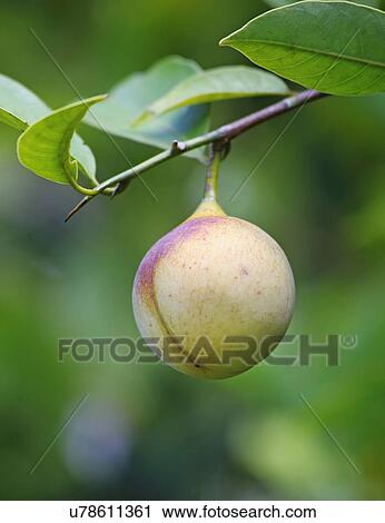 Stock Image - Nutmeg Tree With Pericarp Fruit. Fotosearch
