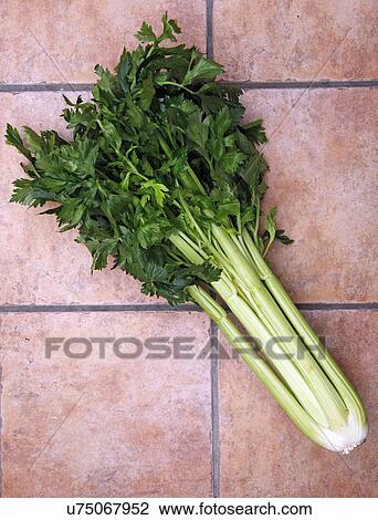 Stock Image - One Celery Head With Leaves On Tiled Surface. Fotosearch