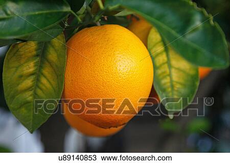 Stock Image - Oranges Growing On Tree. Fotosearch