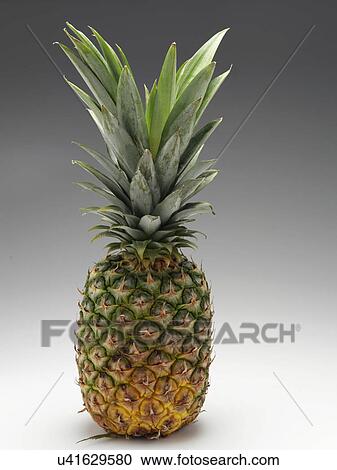Stock Image - Pineapple. Fotosearch